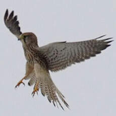 Common Kestrel