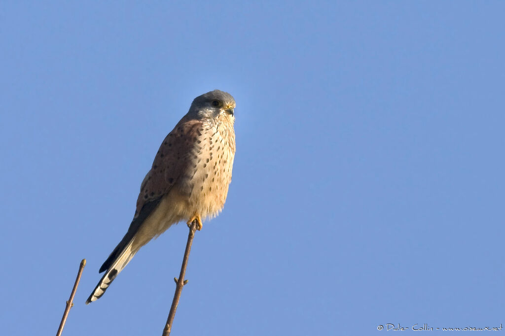 Faucon crécerelleadulte, identification