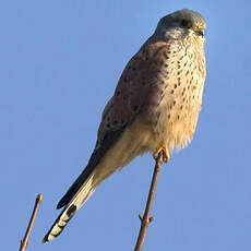 Common Kestrel