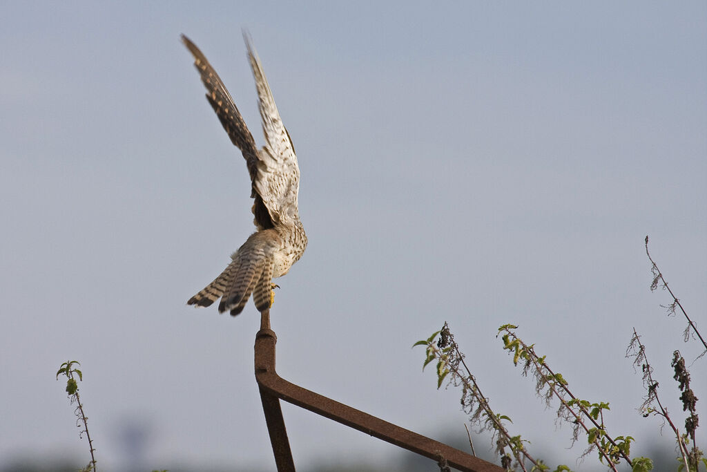 Common Kestrel