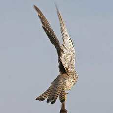 Common Kestrel