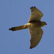 Common Kestrel