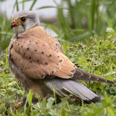 Common Kestrel