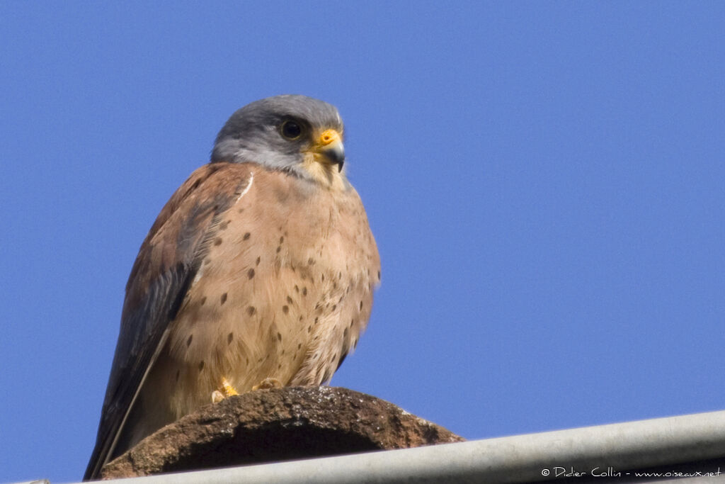 Lesser Kestrel male adult, identification