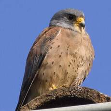 Lesser Kestrel