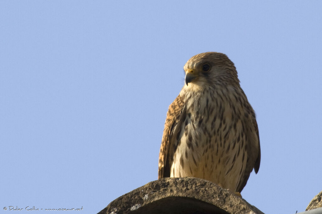 Lesser Kestrel female adult, identification