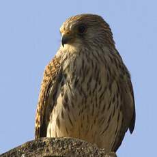 Lesser Kestrel