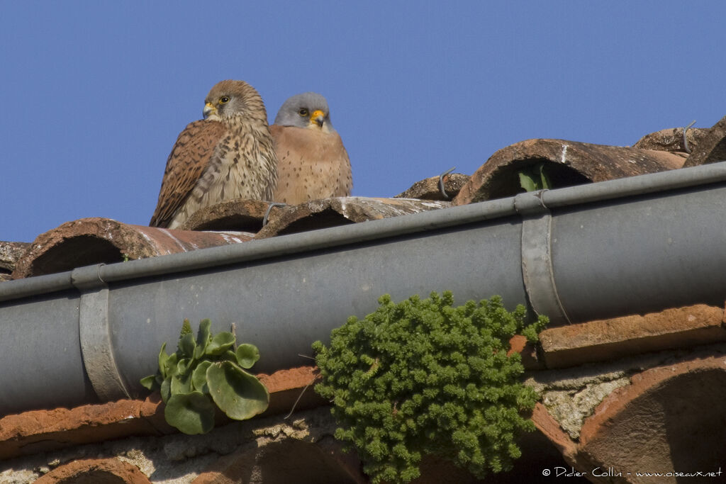 Lesser Kestrel adult