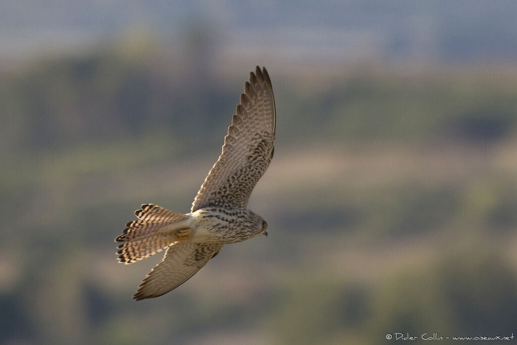 Lesser Kestrel female adult, Flight