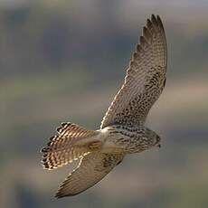 Lesser Kestrel