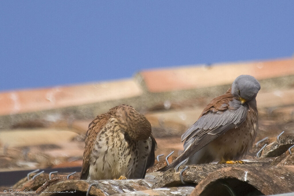 Faucon crécerellette adulte, Comportement