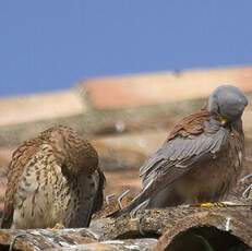 Lesser Kestrel