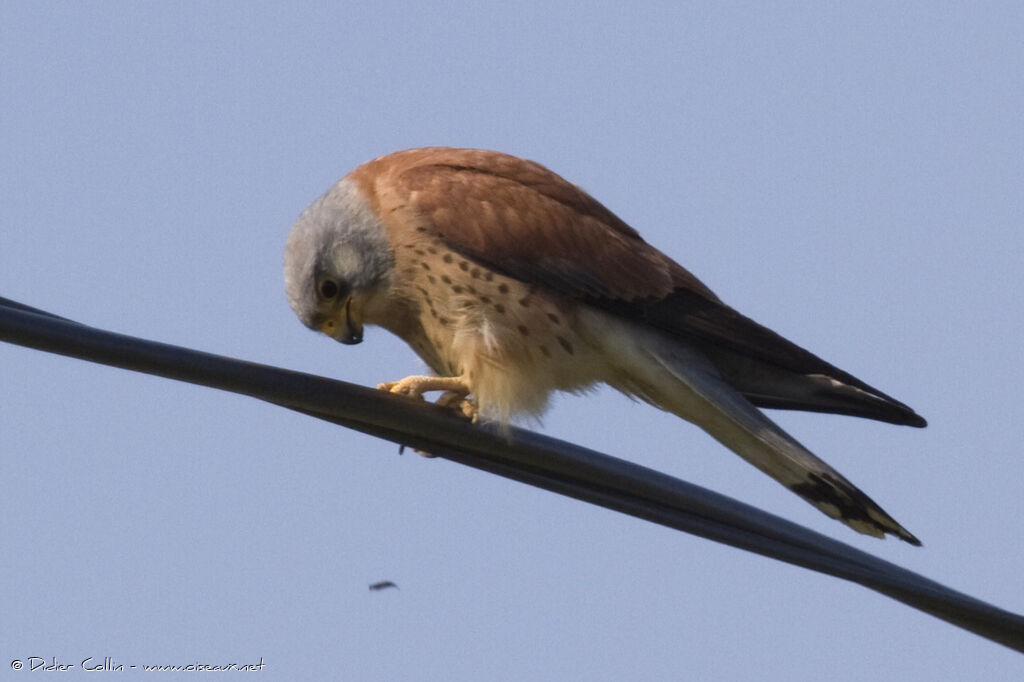 Lesser Kestrel male adult