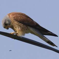 Lesser Kestrel