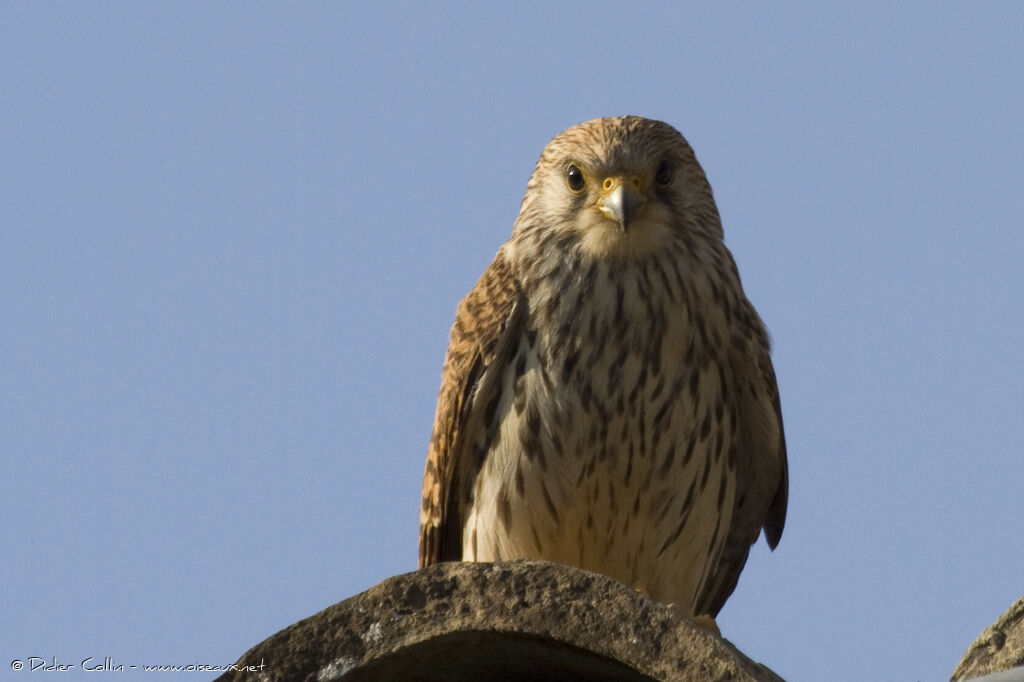 Lesser Kestrel female adult