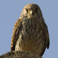 Lesser Kestrel