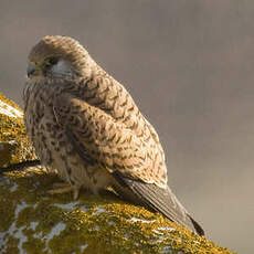 Lesser Kestrel