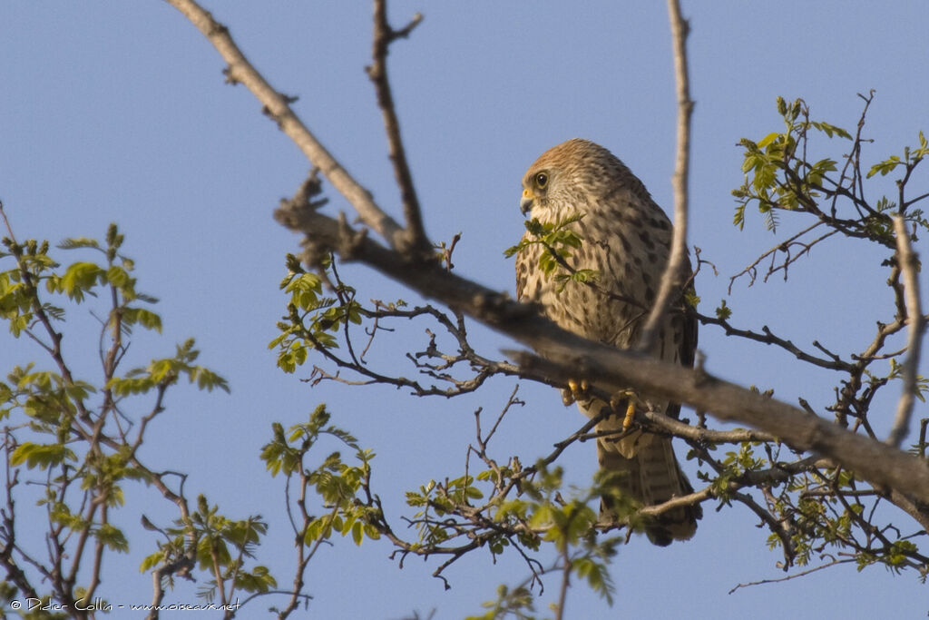 Lesser Kestrel female adult