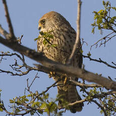 Lesser Kestrel