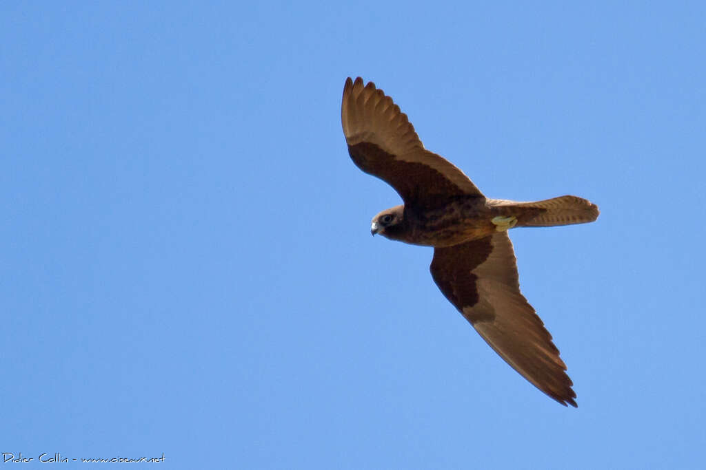 Eleonora's Falconadult, pigmentation, Flight