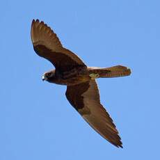 Eleonora's Falcon