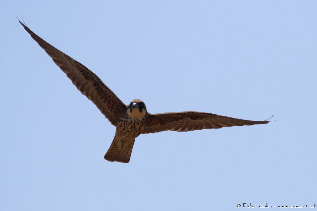 Eleonora's FalconFirst year, Flight