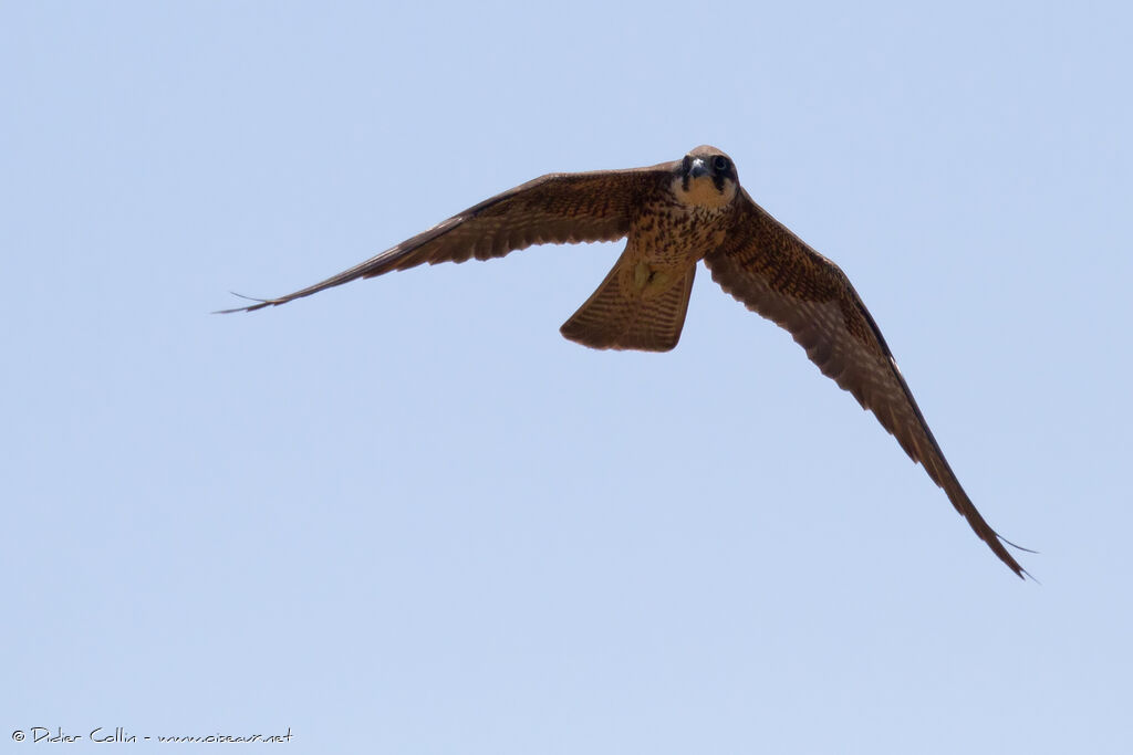 Eleonora's FalconFirst year, Flight