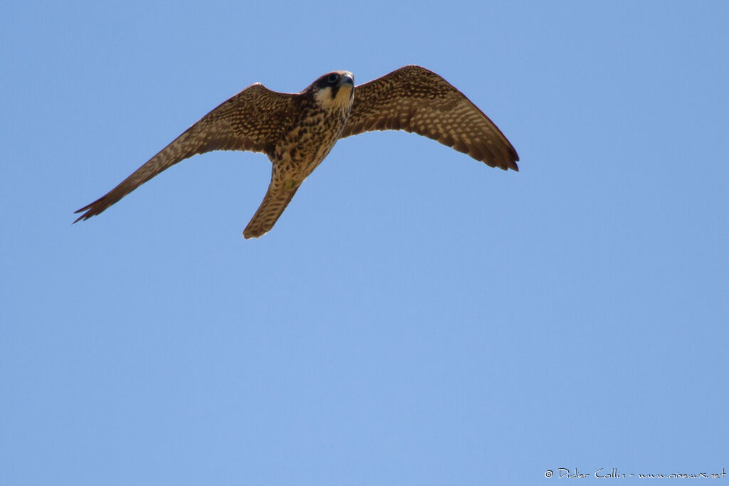 Eleonora's FalconFirst year, Flight