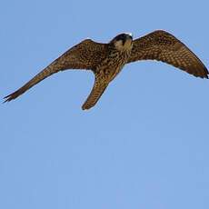 Eleonora's Falcon