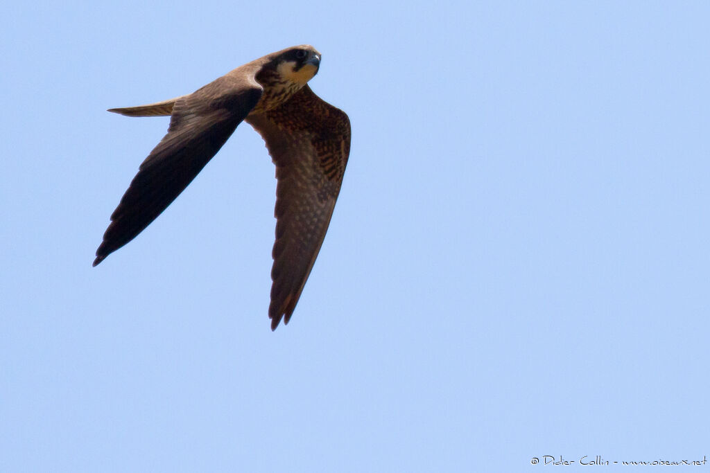 Eleonora's FalconFirst year, Flight