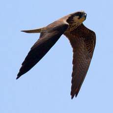 Eleonora's Falcon