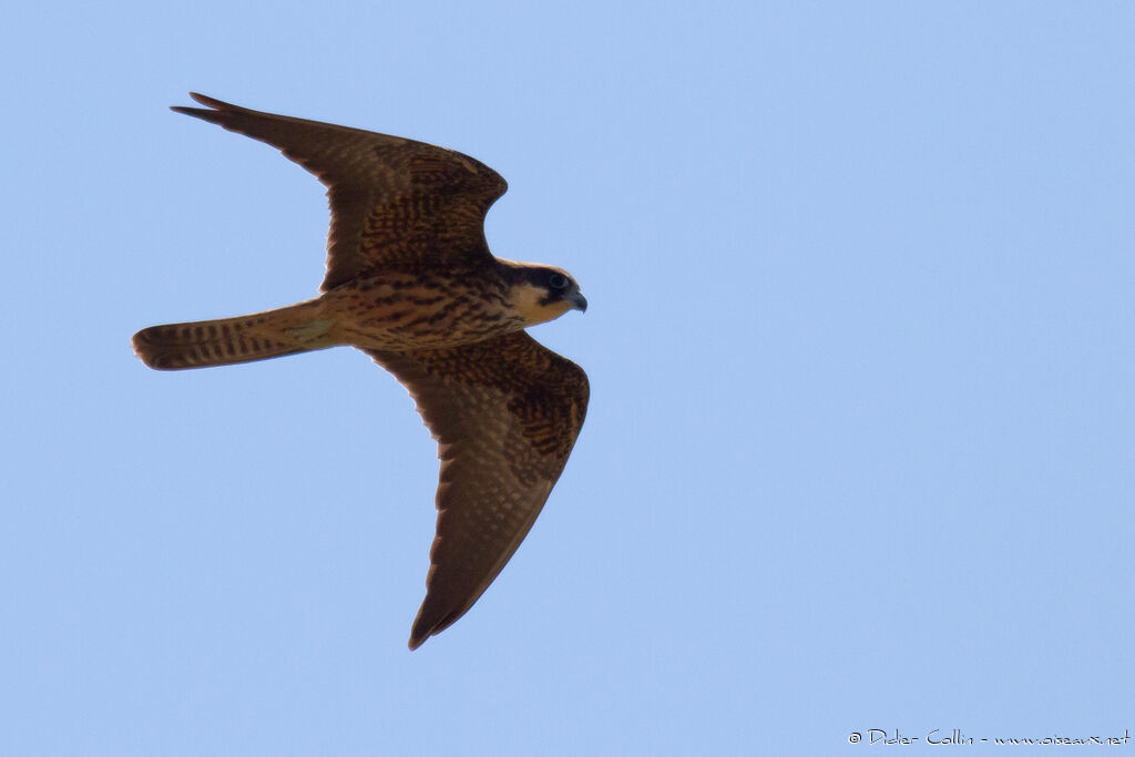 Eleonora's FalconFirst year, identification, Flight