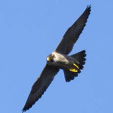 Barbary Falcon