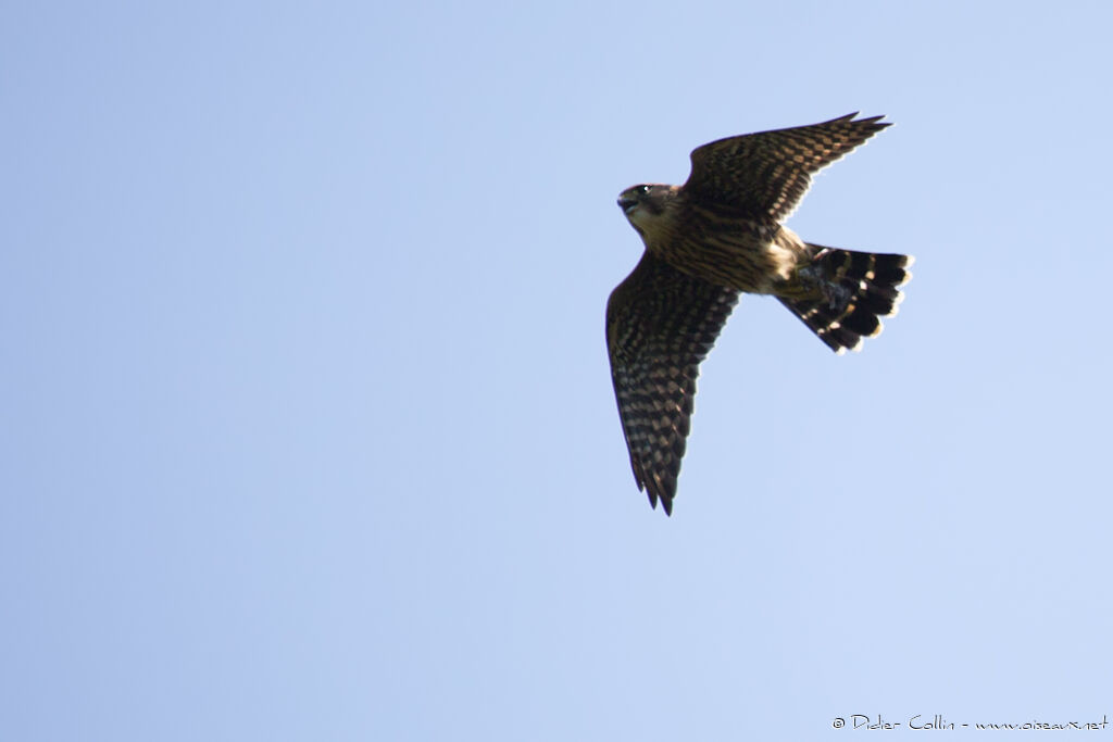 Merlin female adult, song