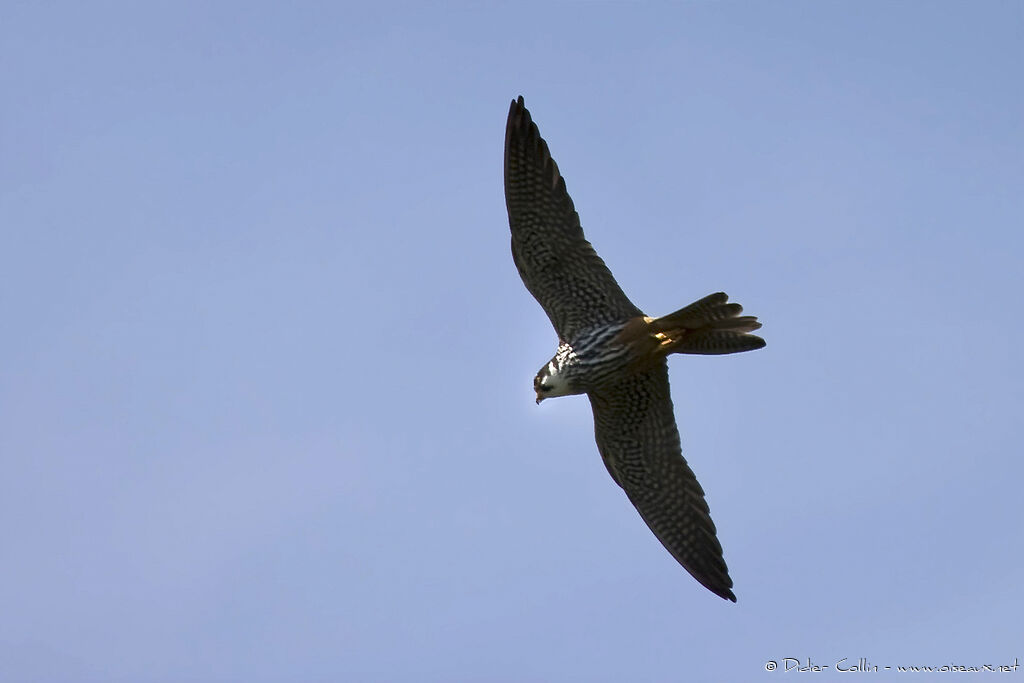 Eurasian Hobbyadult, identification