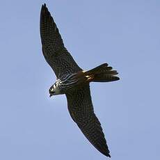 Eurasian Hobby