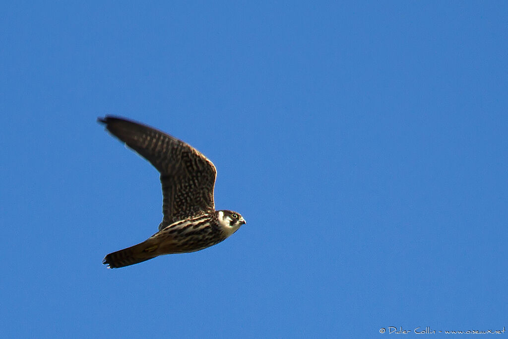 Eurasian Hobbyadult, Flight