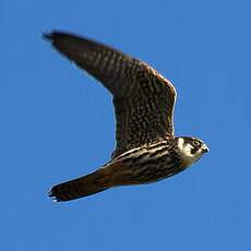 Eurasian Hobby