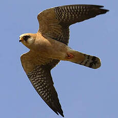 Red-footed Falcon