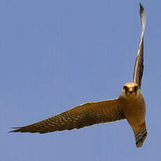 Red-footed Falcon