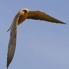 Red-footed Falcon