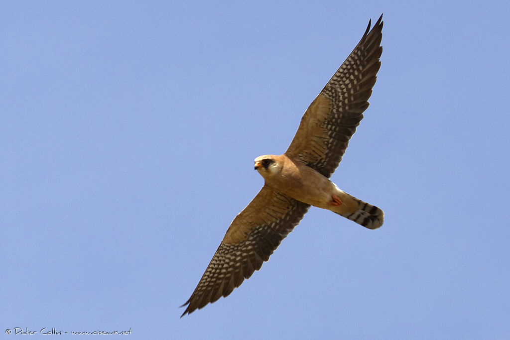 Red-footed Falcon female adult breeding, Flight