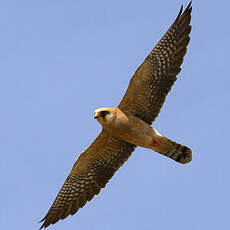 Red-footed Falcon