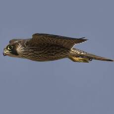 Peregrine Falcon