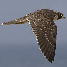 Peregrine Falcon