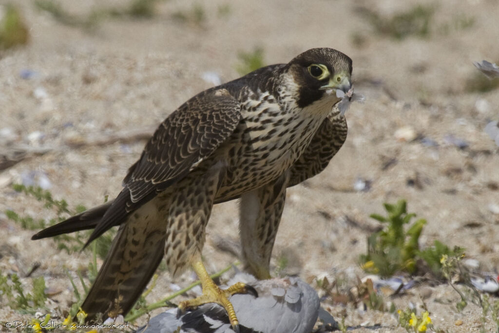 Peregrine Falconjuvenile, identification, feeding habits, Behaviour