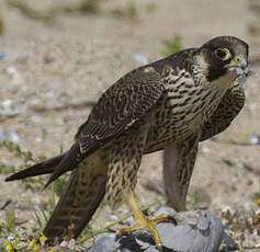 Peregrine Falcon