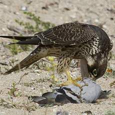 Peregrine Falcon