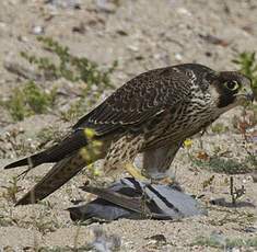 Peregrine Falcon