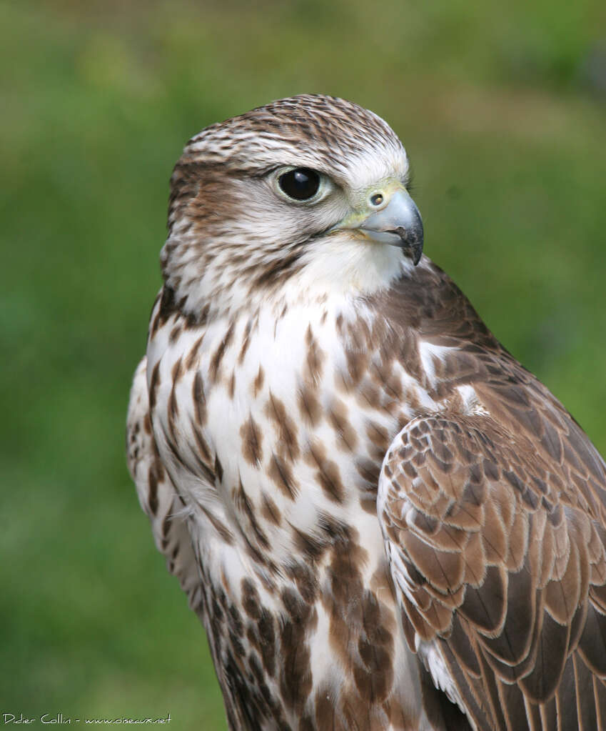 Saker Falcon, close-up portrait